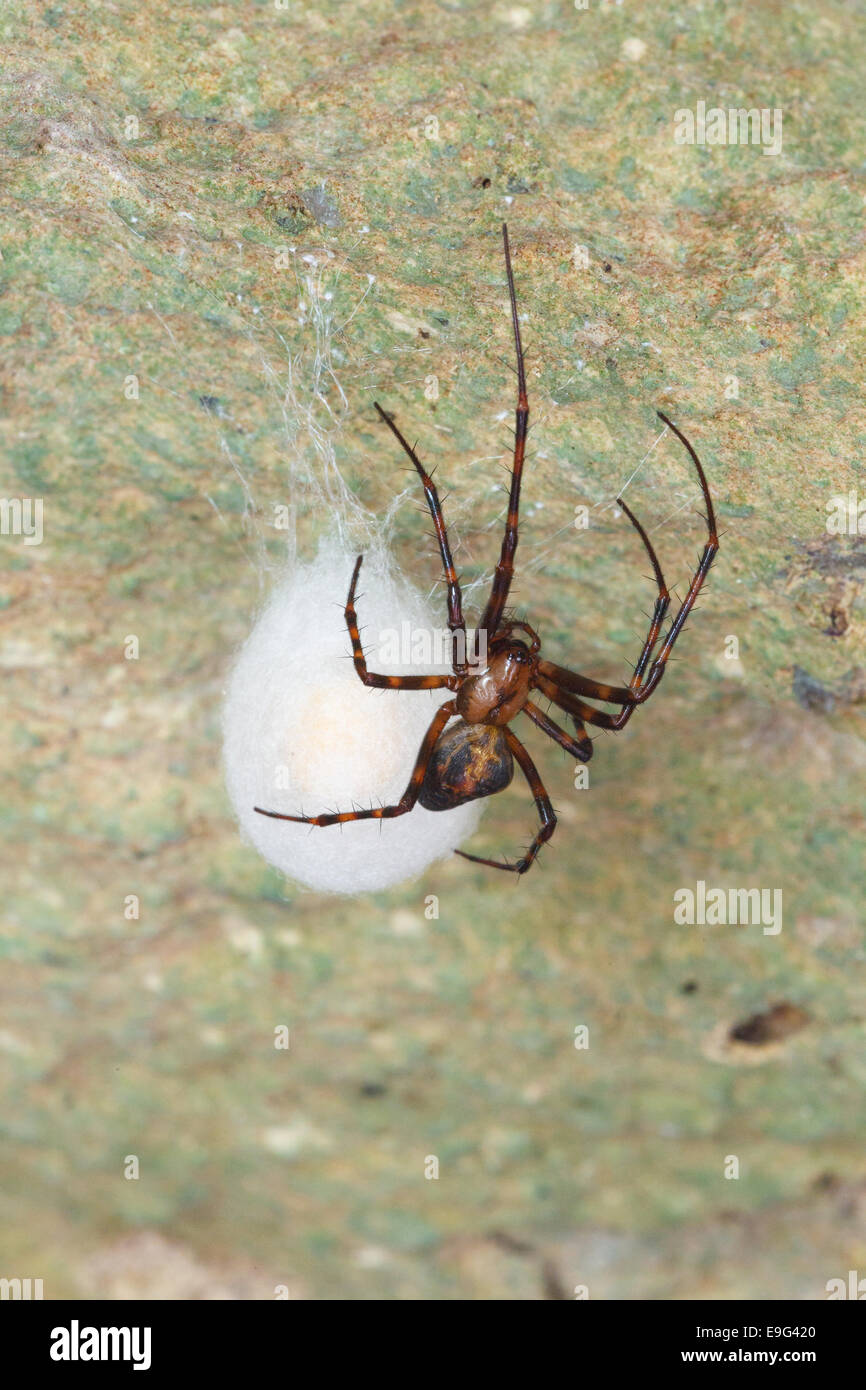 scaffold web spider Stock Photo