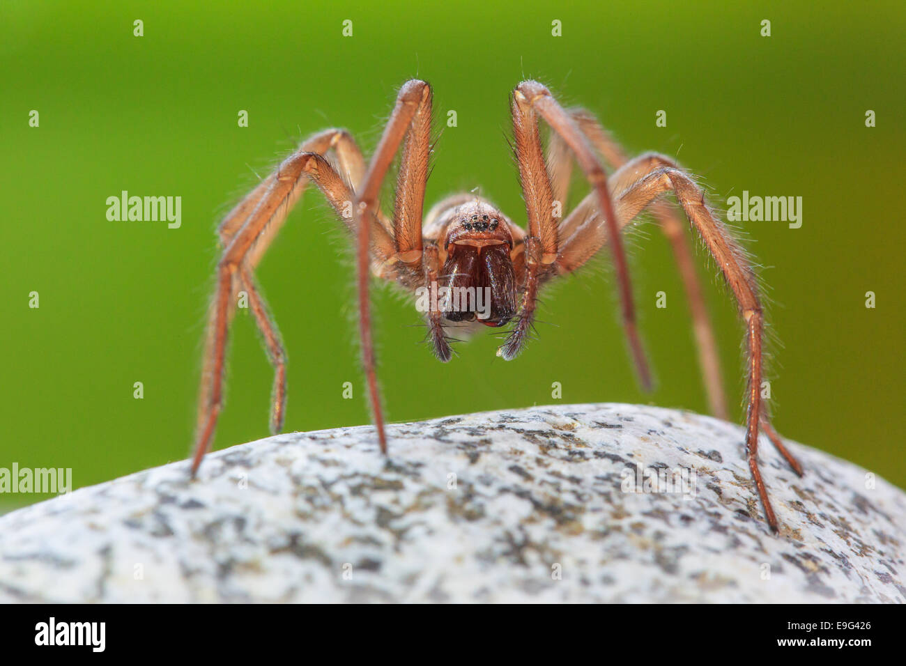 giant house spider Stock Photo Alamy