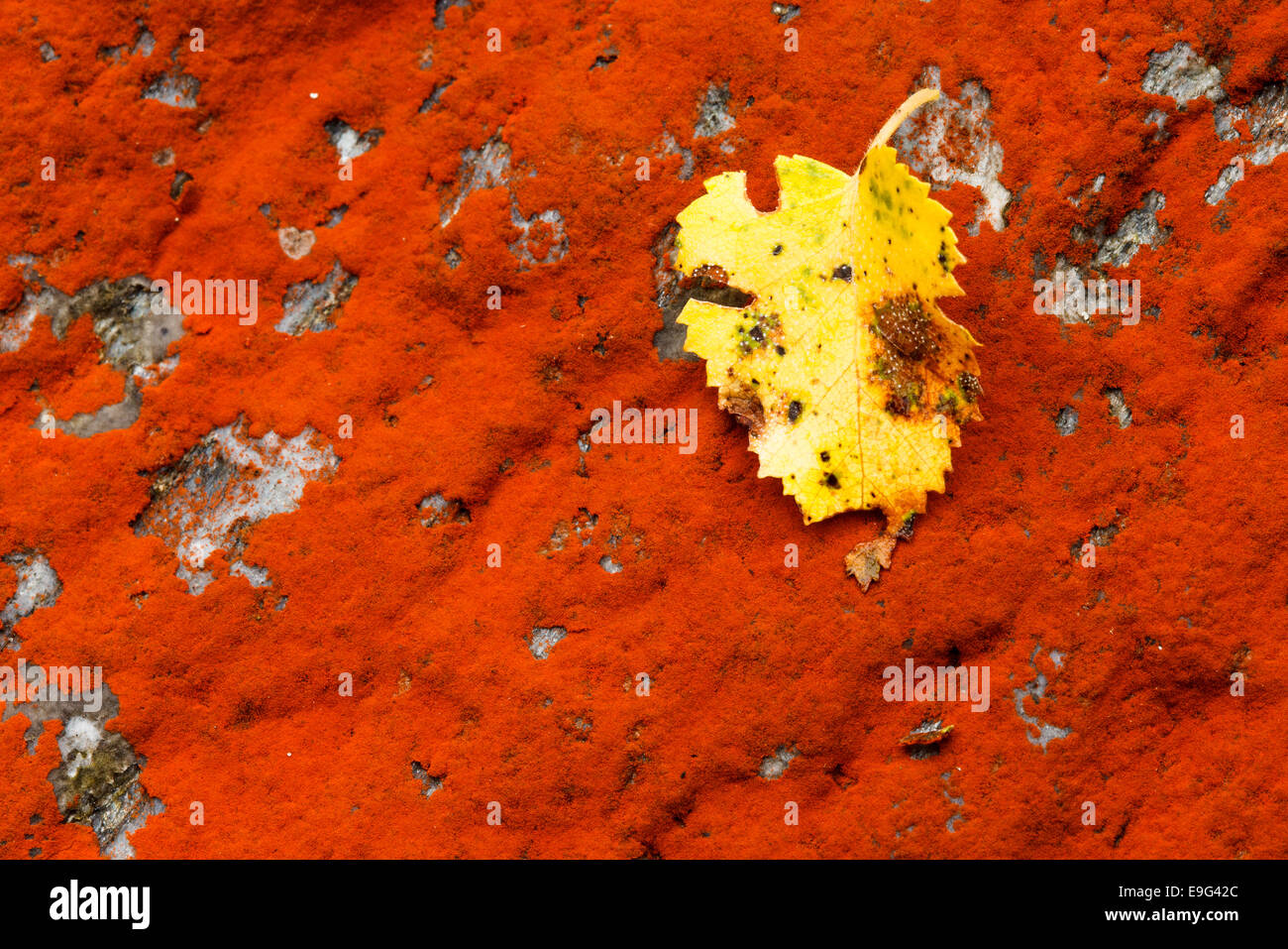 Red lichen Stock Photo