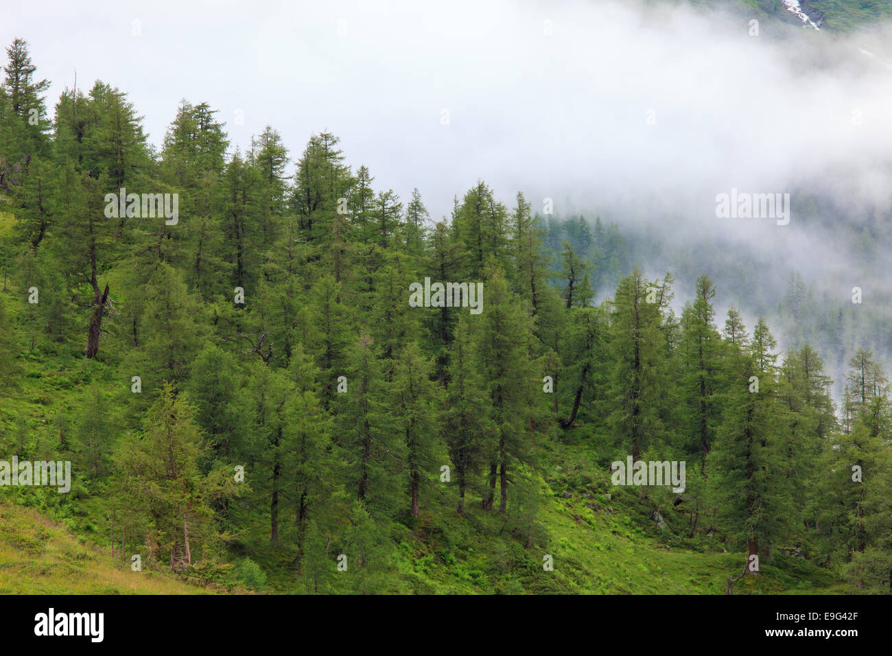 Montane Forest High Resolution Stock Photography And Images Alamy