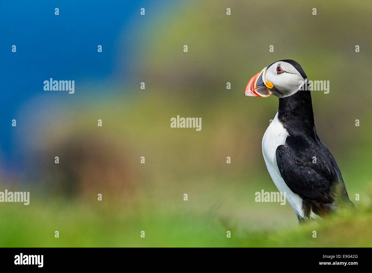 Atlantic puffin (Fratercula arctica) stands next to its burrow on cliff top breeding colony Stock Photo
