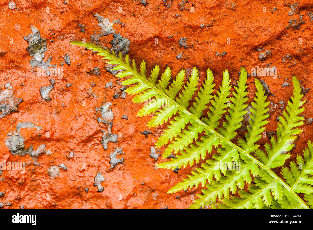 fern & red lichen Stock Photo