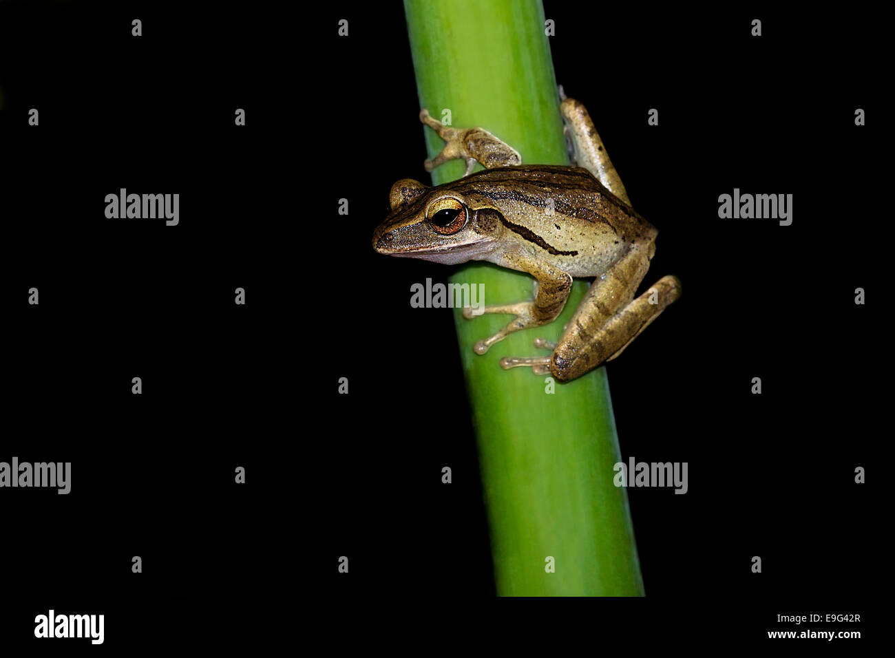 Common Tree Frog (Polypedates leucomystax) Stock Photo