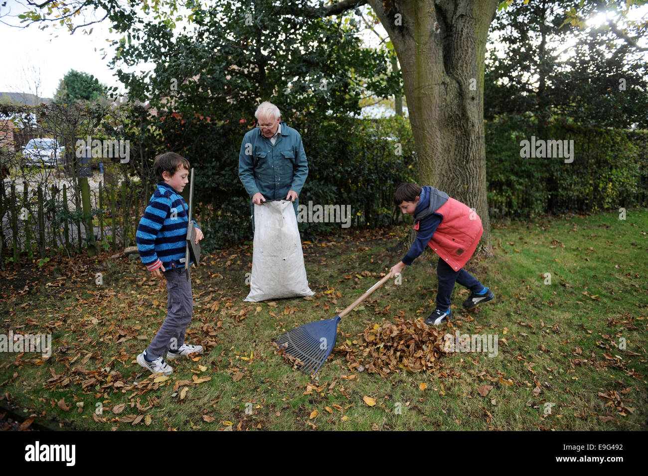 Grandchildren cleaning up leaves with grandfather Stock Photo