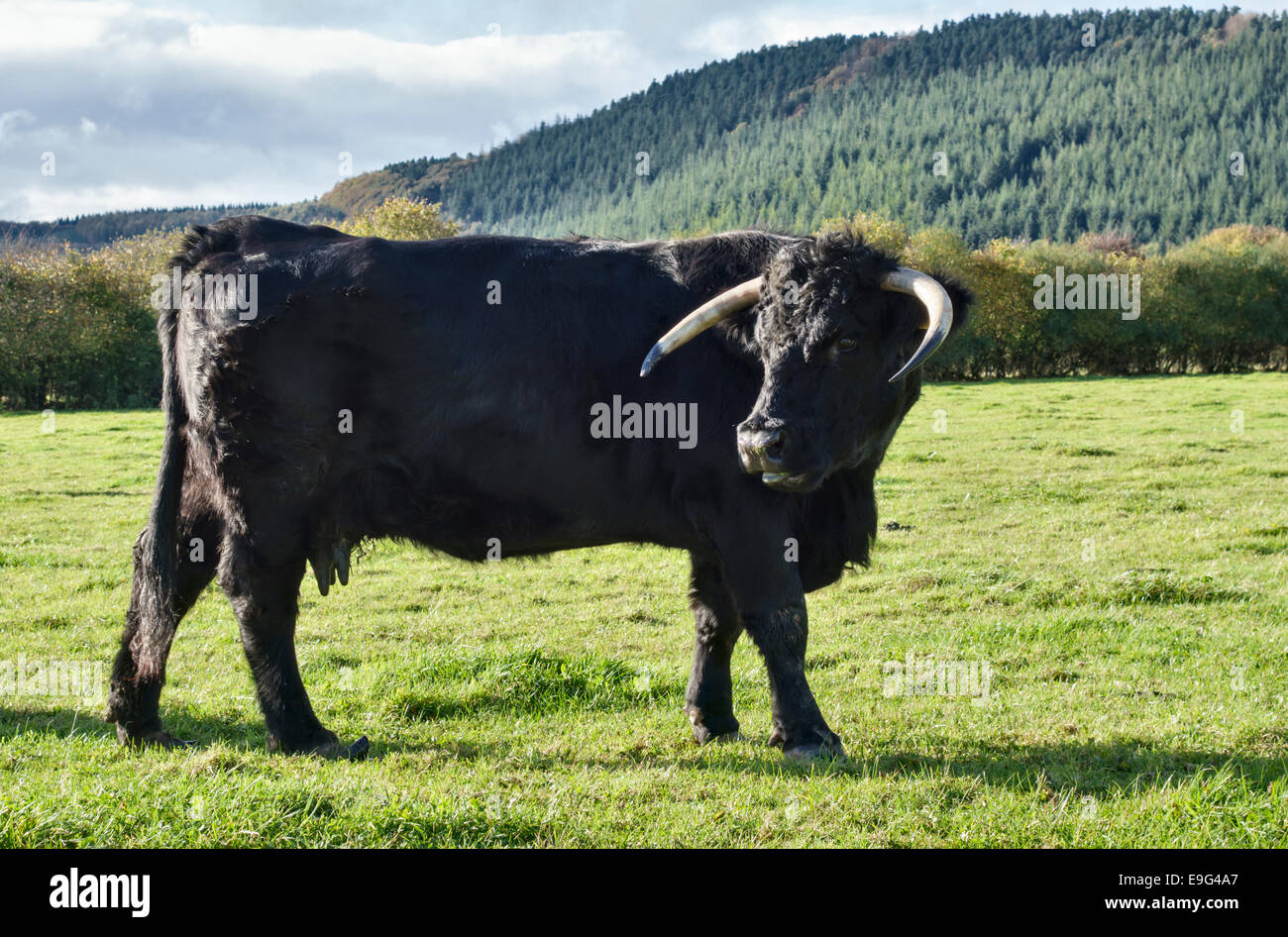 A Welsh Black / Aberdeen Angus cross cow with intact horns Stock ...