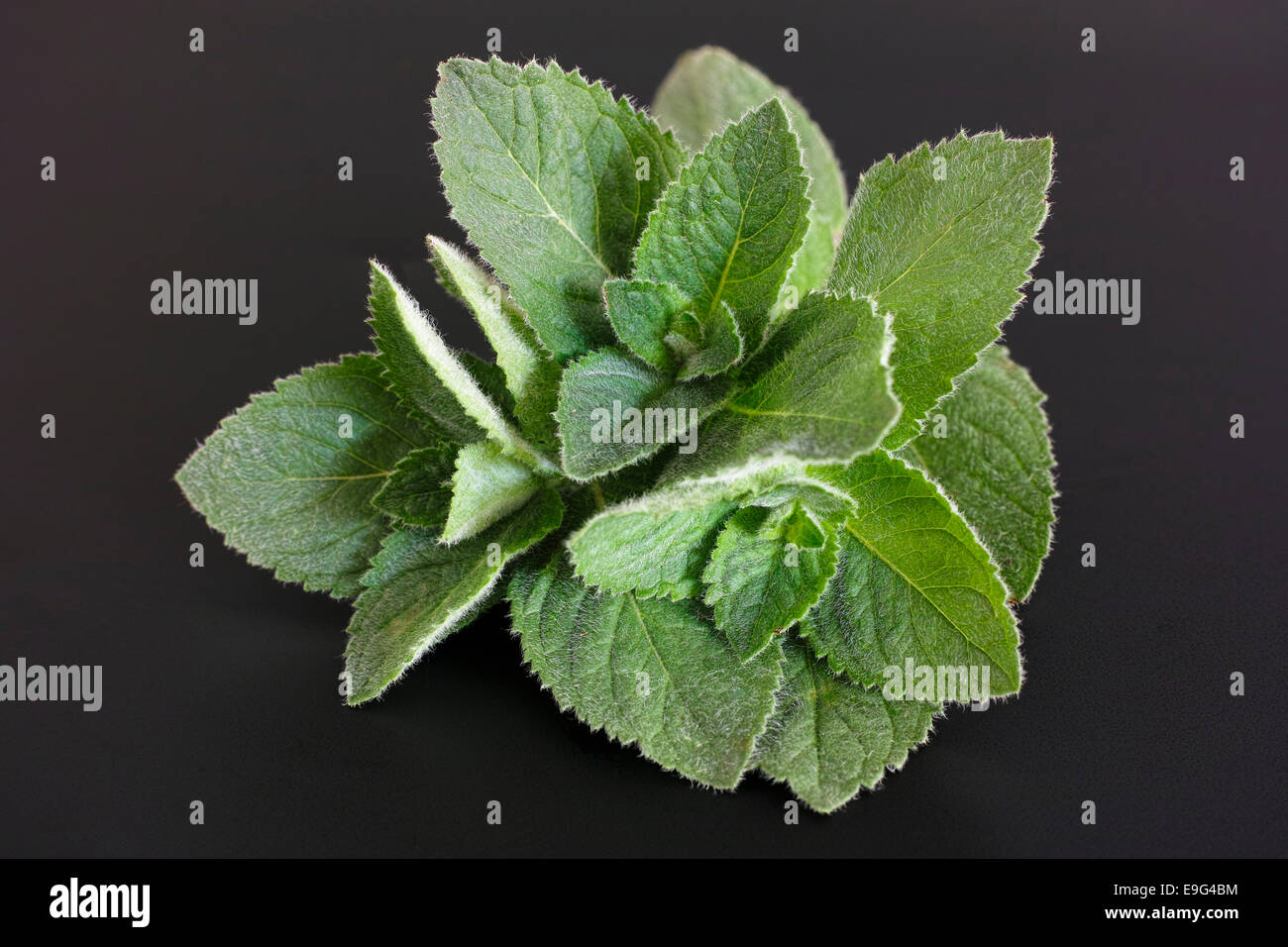 Black peppermint hi-res stock photography and images - Alamy
