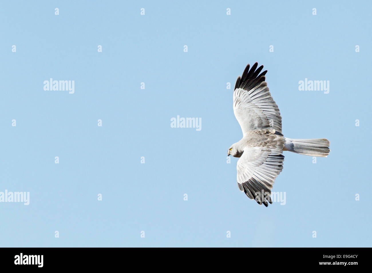 Adult male Hen harrier (Circus cyaneus) in flight against clear blue winter sky hunting for prey over traditional farmland Stock Photo