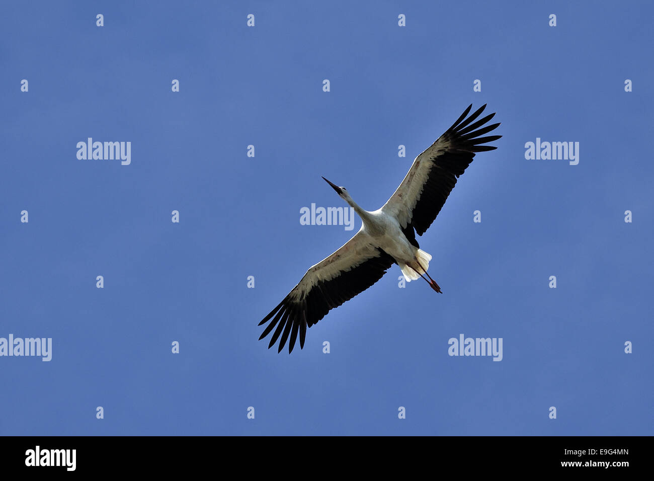 Juvenile White Stork Stock Photo