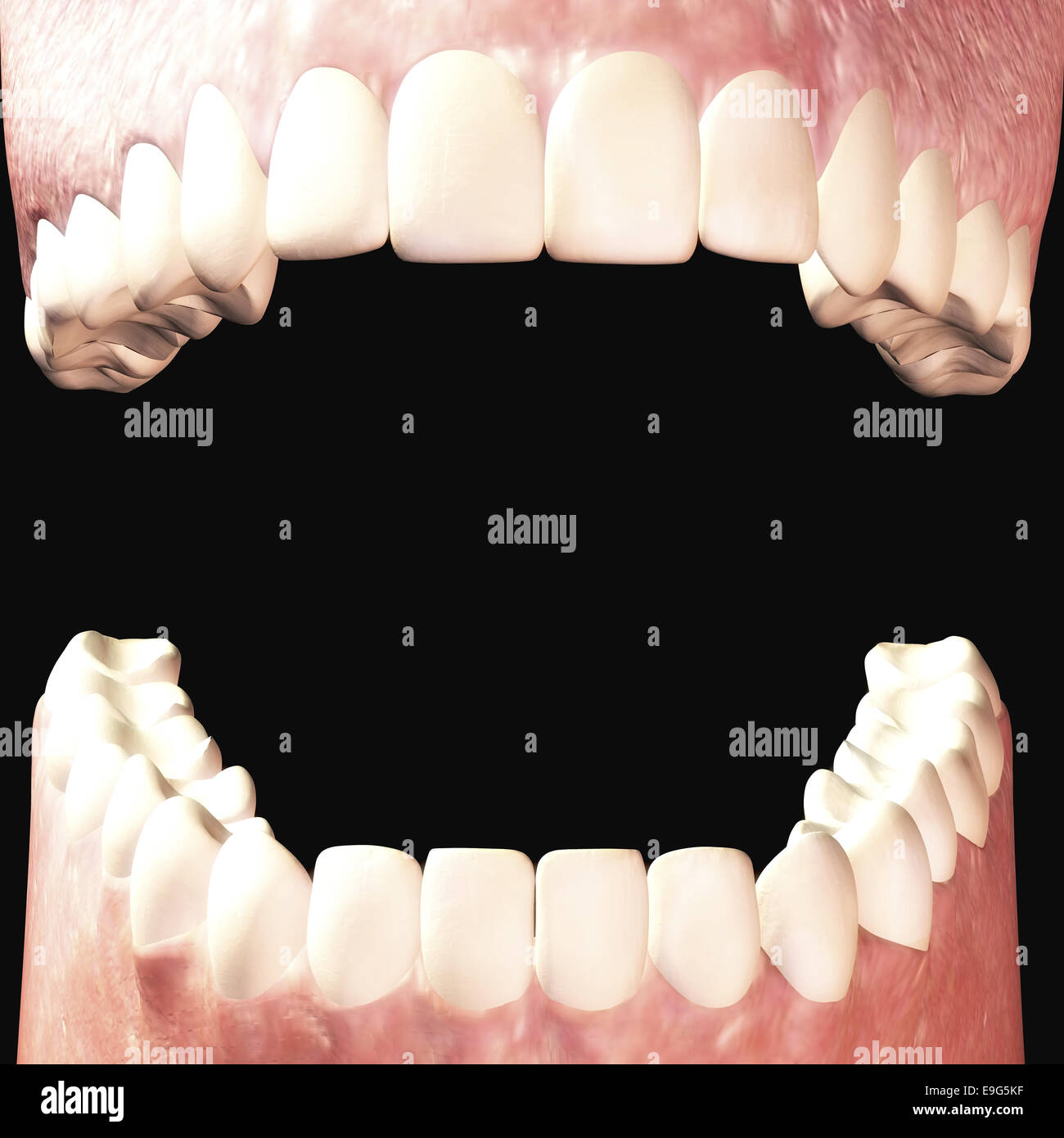 Teeth Stock Photo