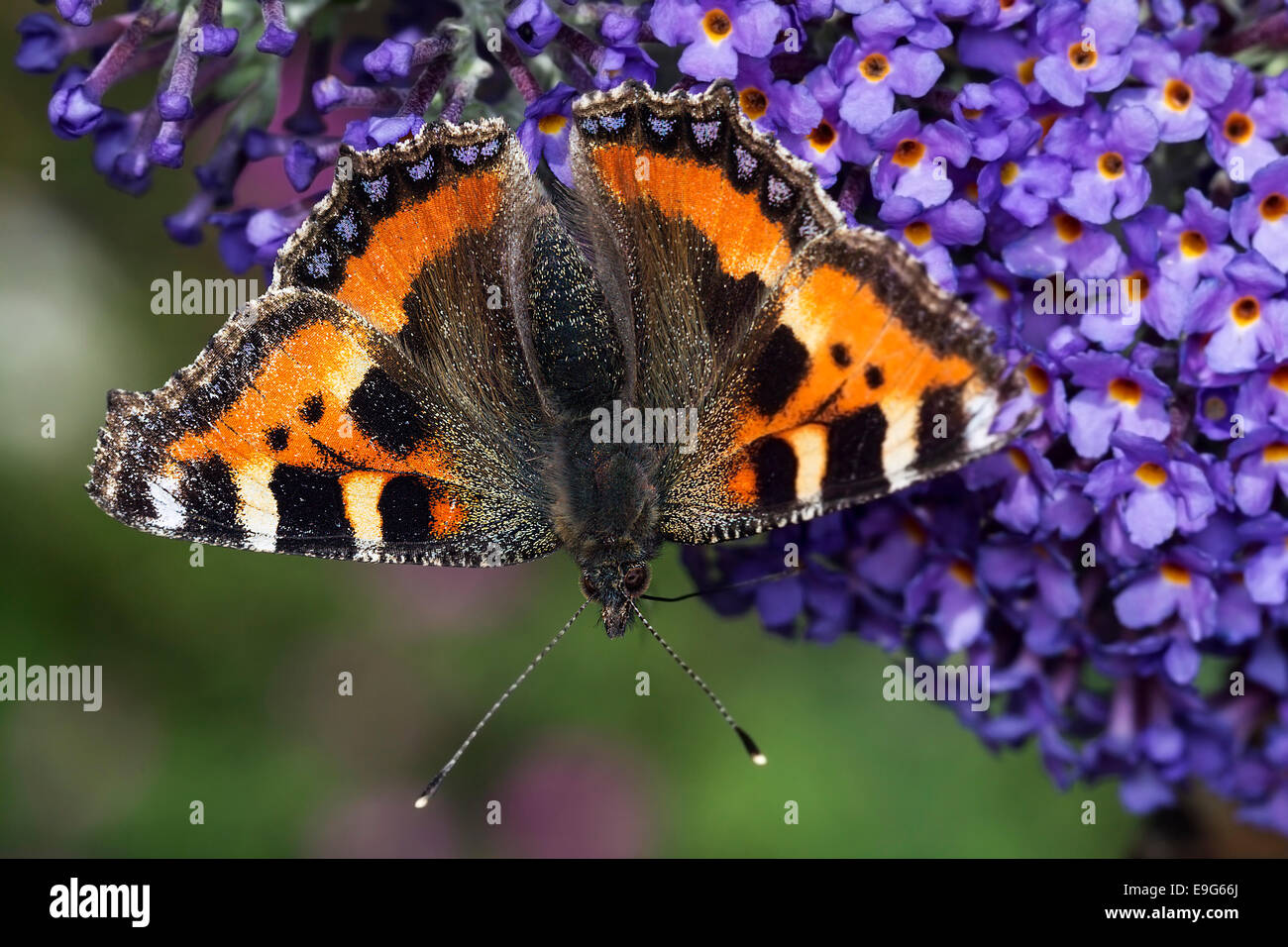 Small Tortoiseshell (Aglais urticae) butterfly feeding on nectar of a buddleia plant in an English country garden Stock Photo