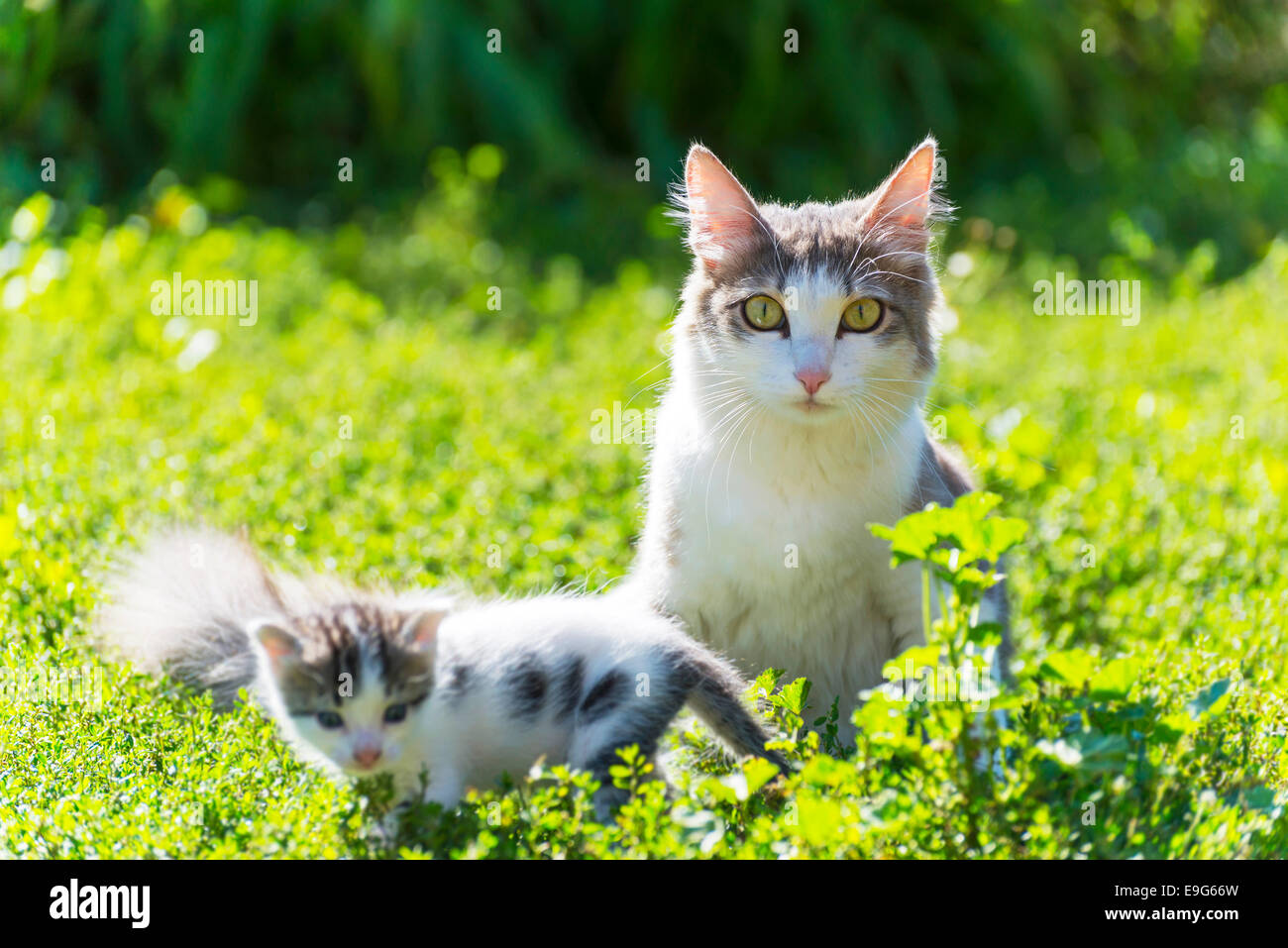 The cat is playing with a kitten on green grass Stock Photo - Alamy