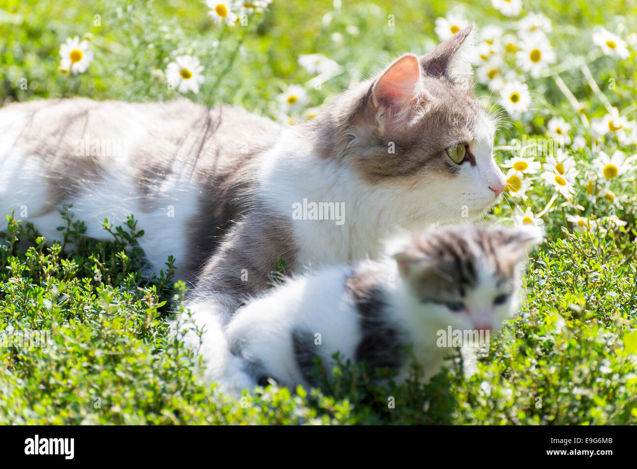 The cat is playing with a kitten on green grass Stock Photo - Alamy
