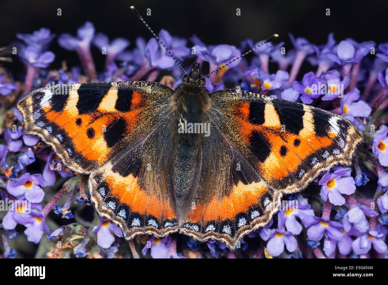 Small Tortoiseshell (Aglais urticae) butterfly feeding on nectar of a buddleia plant in an English country garden Stock Photo