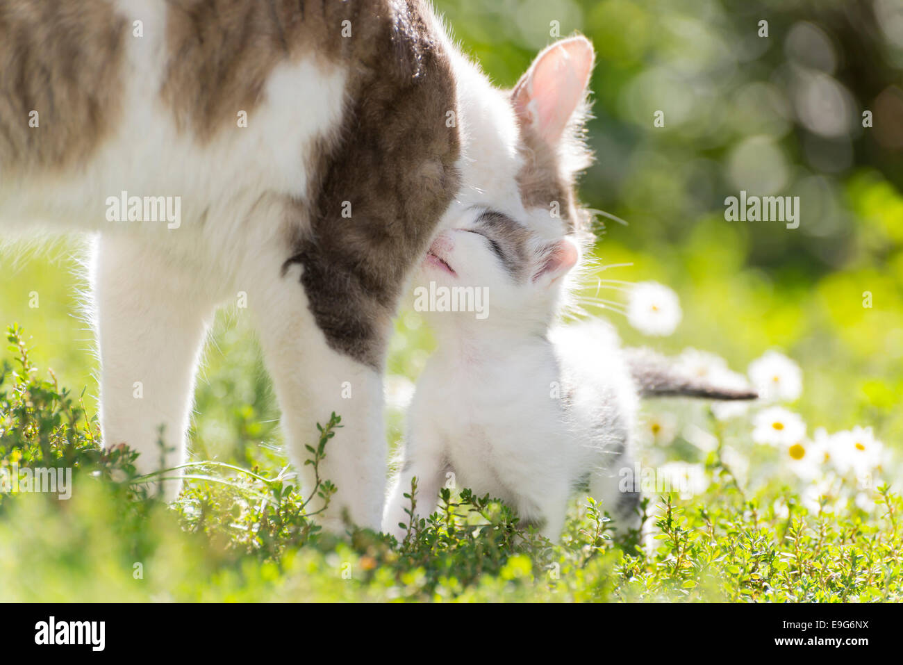 The cat is playing with a kitten on green grass Stock Photo - Alamy