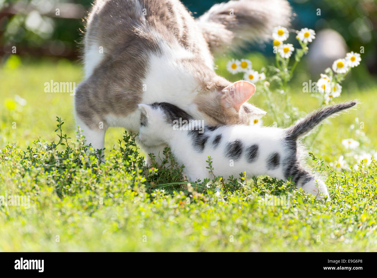 The cat is playing with a kitten on green grass Stock Photo - Alamy