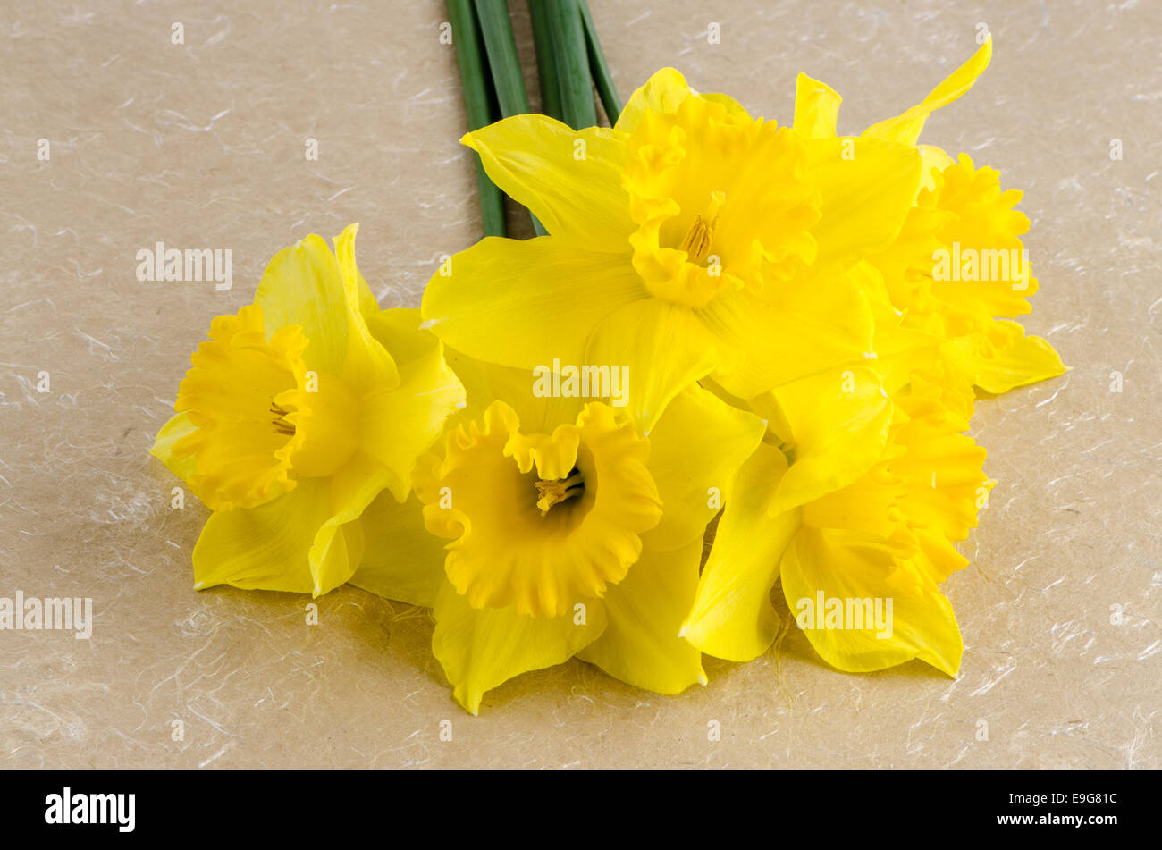 Jonquil flowers Stock Photo Alamy
