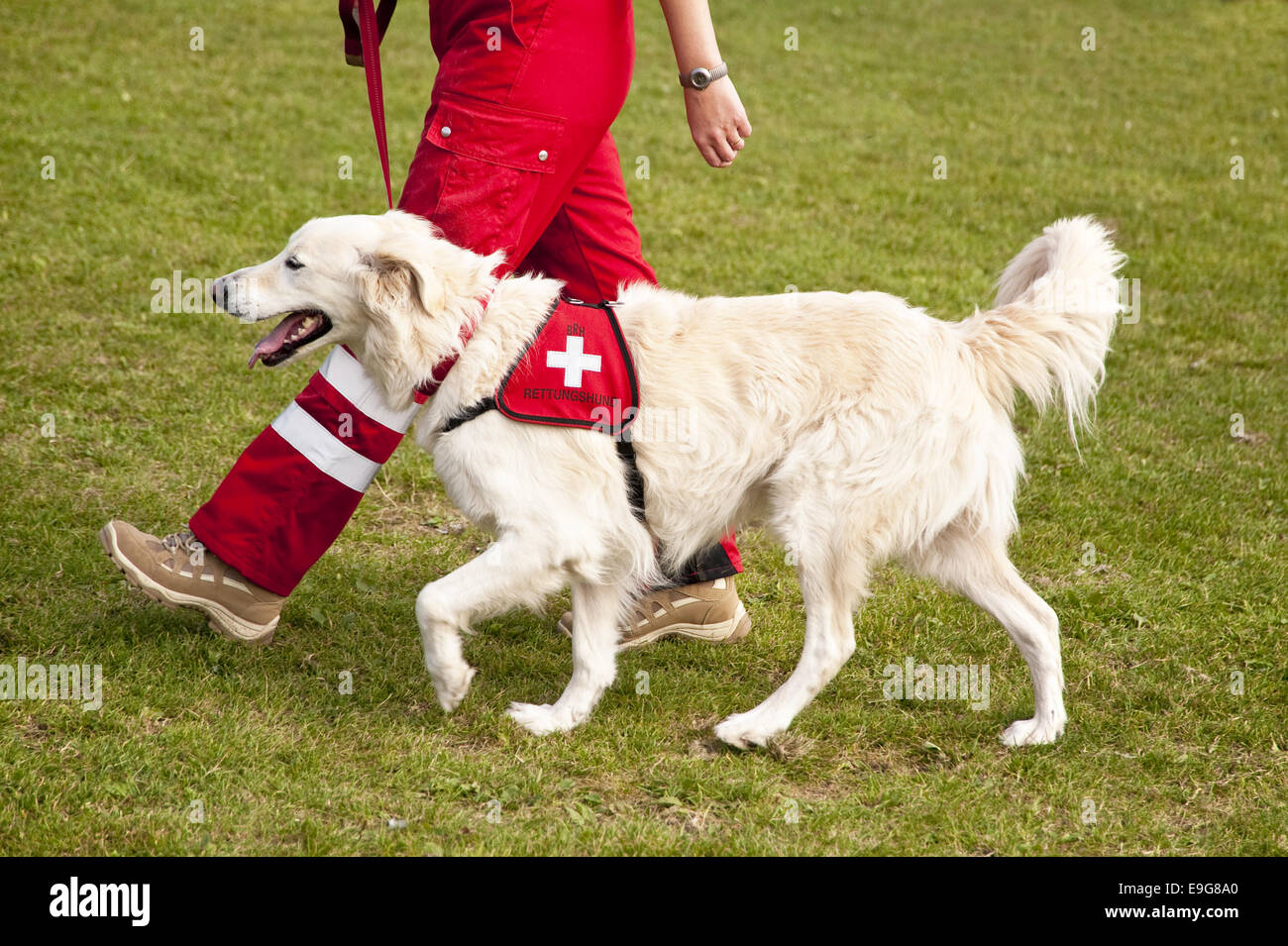 Shelter dog Stock Photo