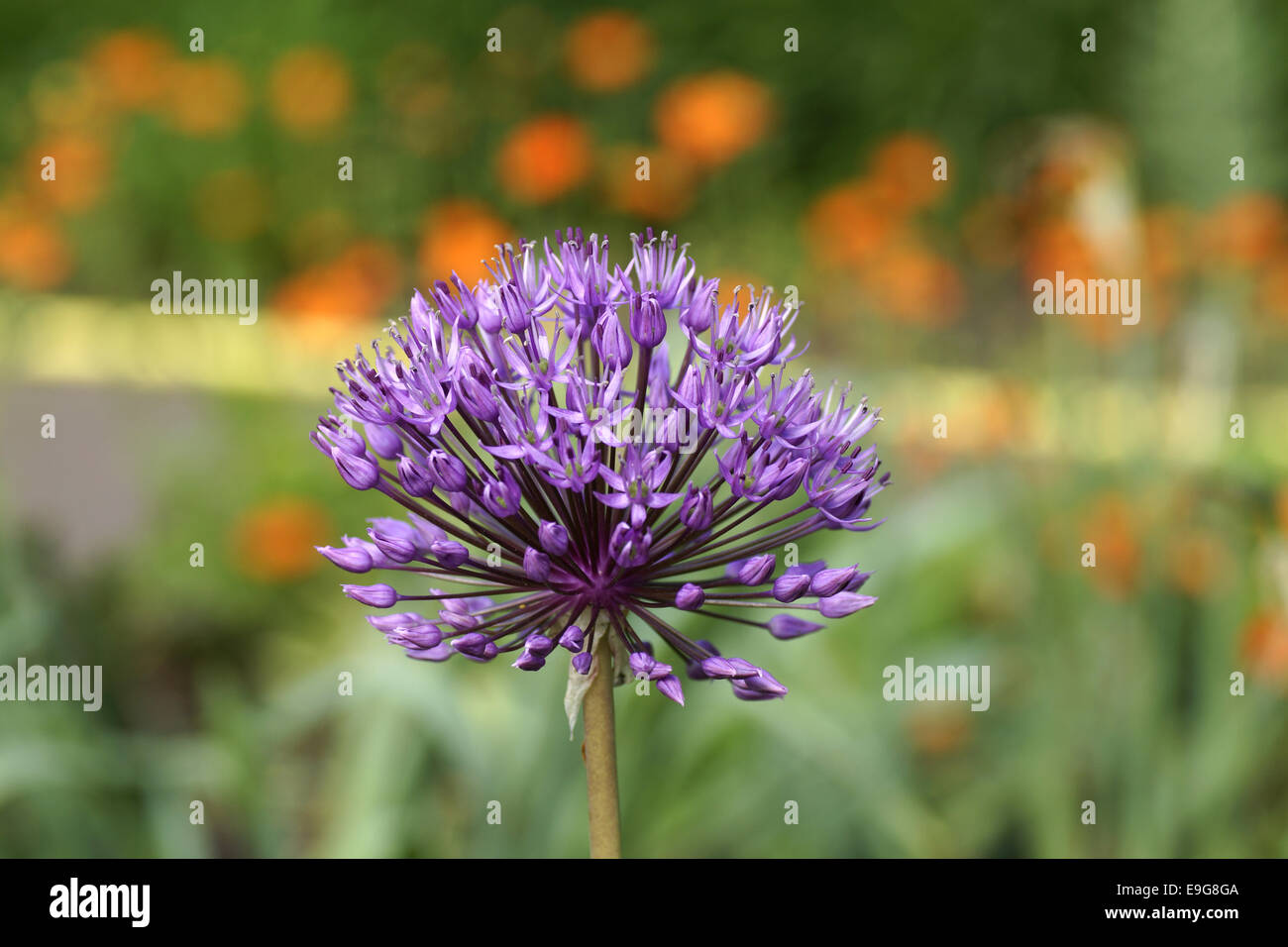 Allium giganteum Stock Photo