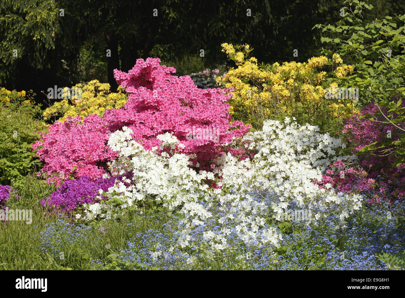 Rhododendron - Azalea Stock Photo - Alamy