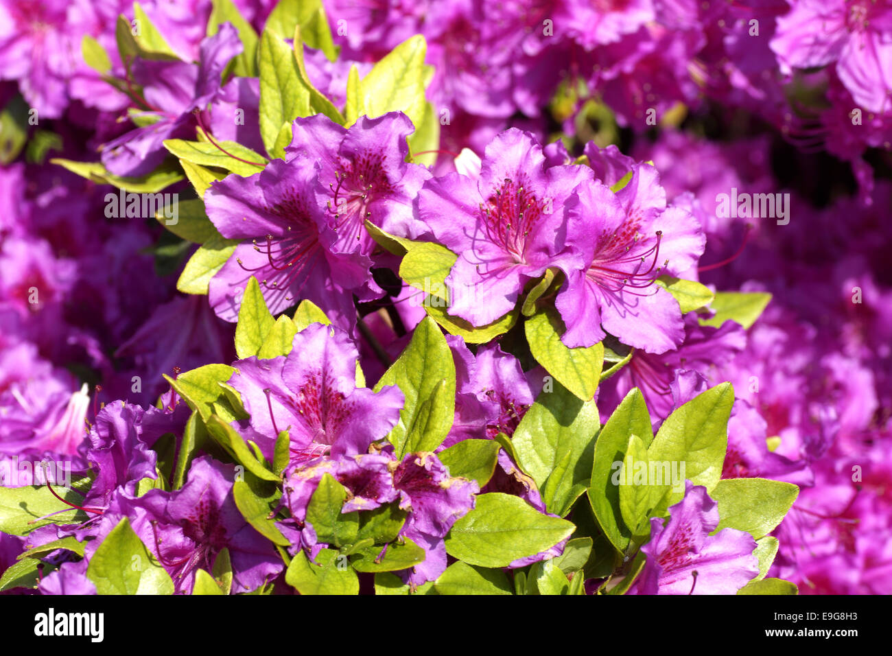 Rhododendron - Azalea Stock Photo - Alamy