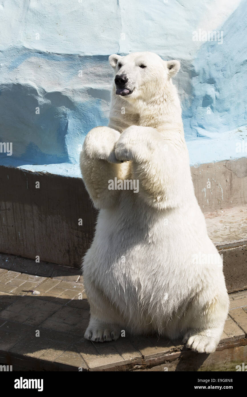 Funny polar bear sitting on its hind legs Stock Photo - Alamy