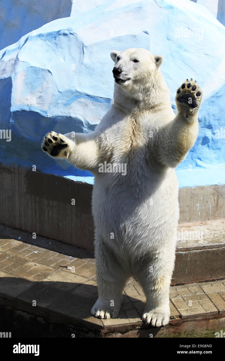 Polar bear standing on its hind legs Stock Photo - Alamy