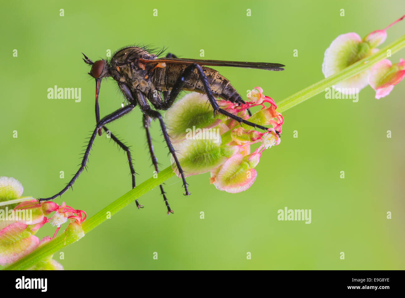 robber fly [family Asilidae] Stock Photo