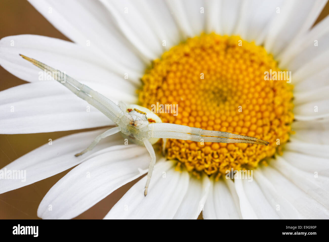 Flower Crab Spider Stock Photos & Flower Crab Spider Stock Images - Alamy