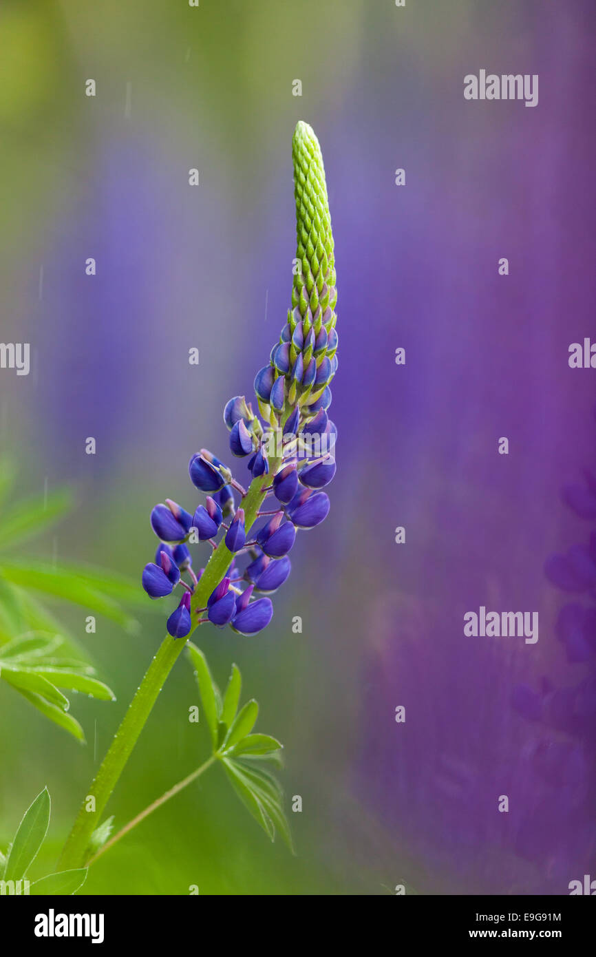 lupin Stock Photo