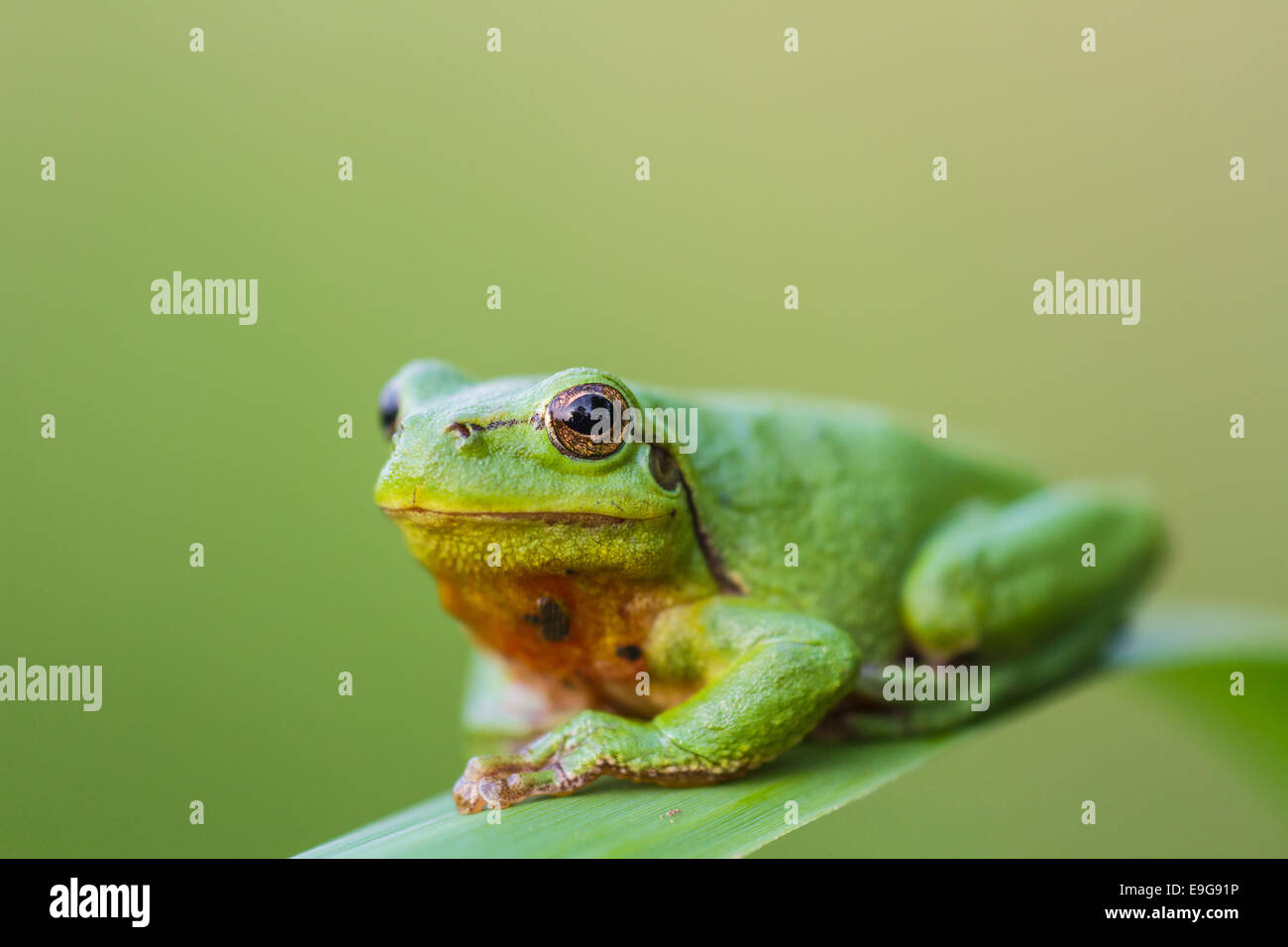 (European) tree frog Stock Photo Alamy