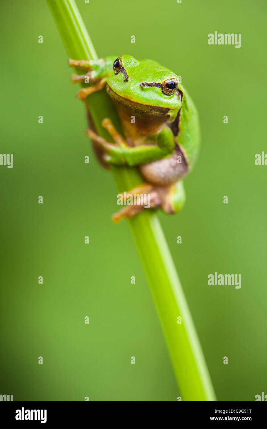(European) tree frog Stock Photo Alamy