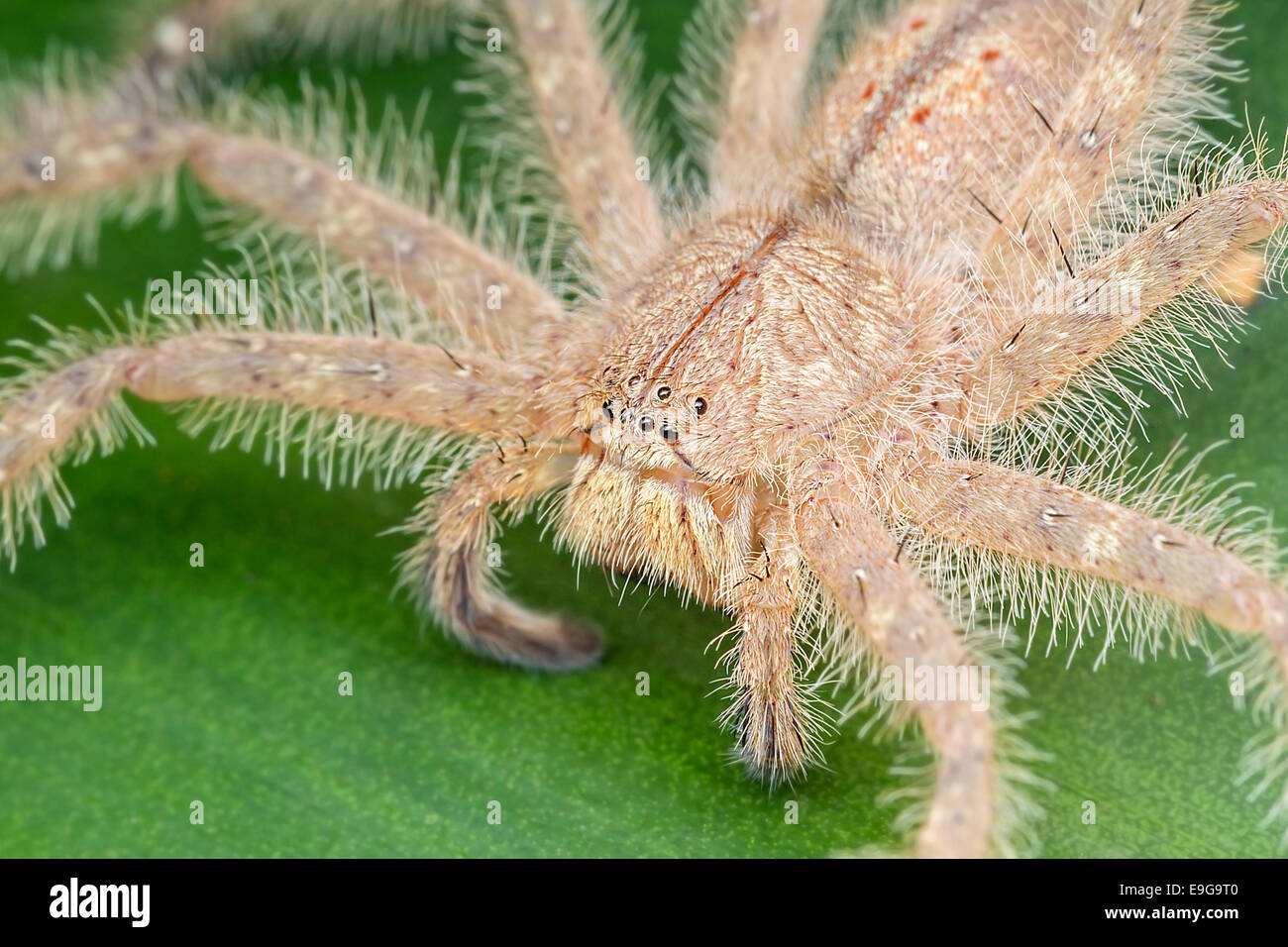 Huntsman spider (Heteropoda davidbowie) on a shrub in tropical rainforest of Singapore Stock Photo