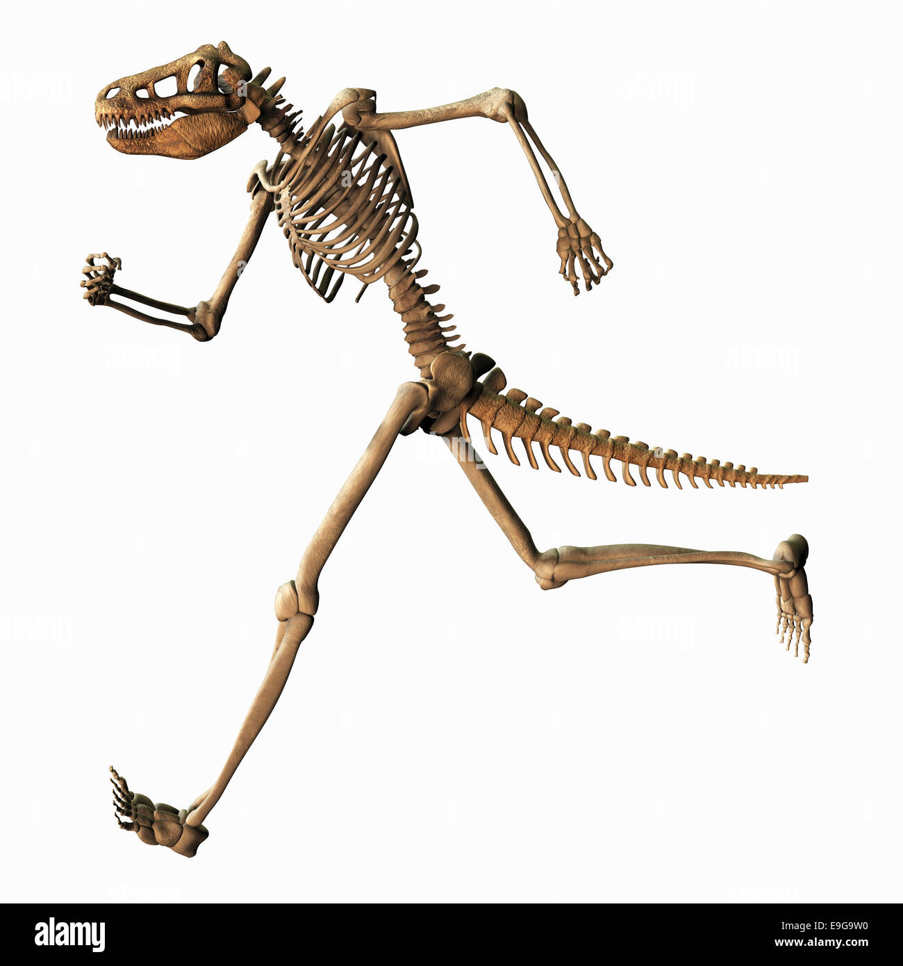 Chimeric Skeleton Stock Photo