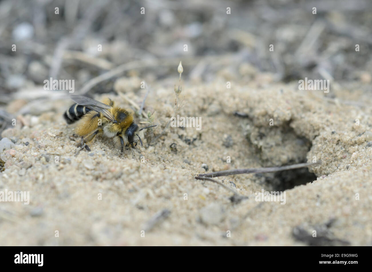 Bee (Dasypoda hirtipes) Stock Photo