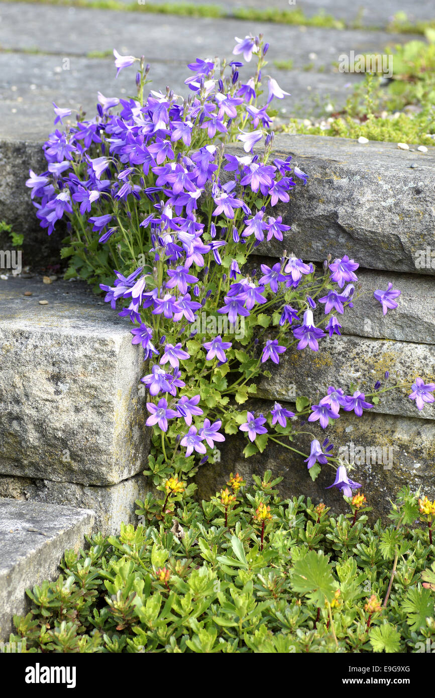 Serbian bellflower, campanula porscharskyana Stock Photo