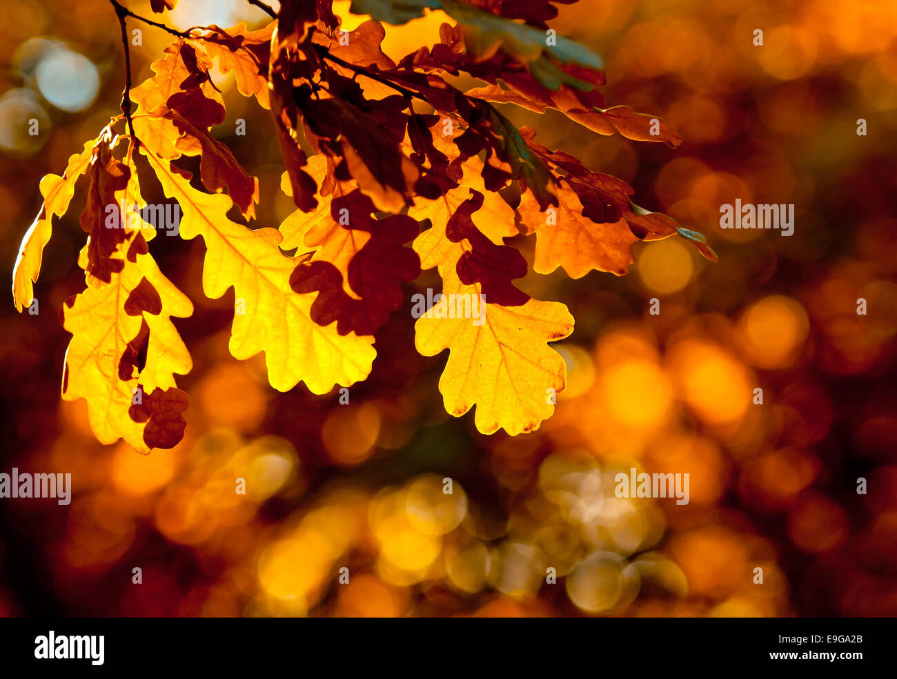 Focus leaves hi-res stock photography and images - Alamy