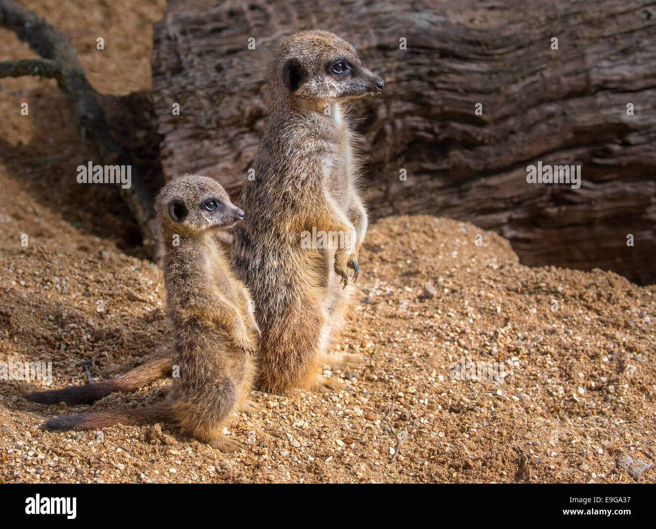 Meerkat, adult with cub. Stock Photo