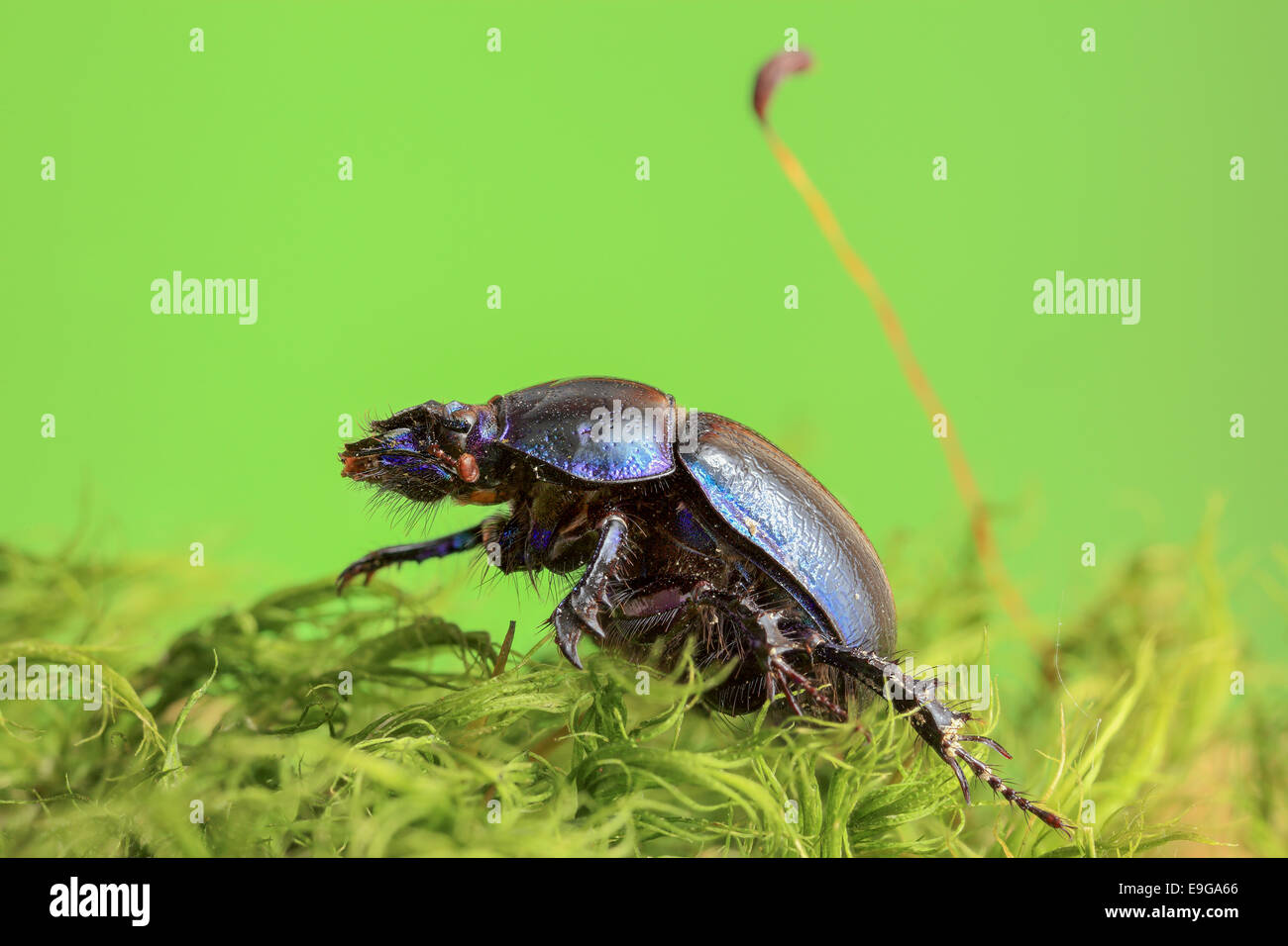 forest dung beetle Stock Photo