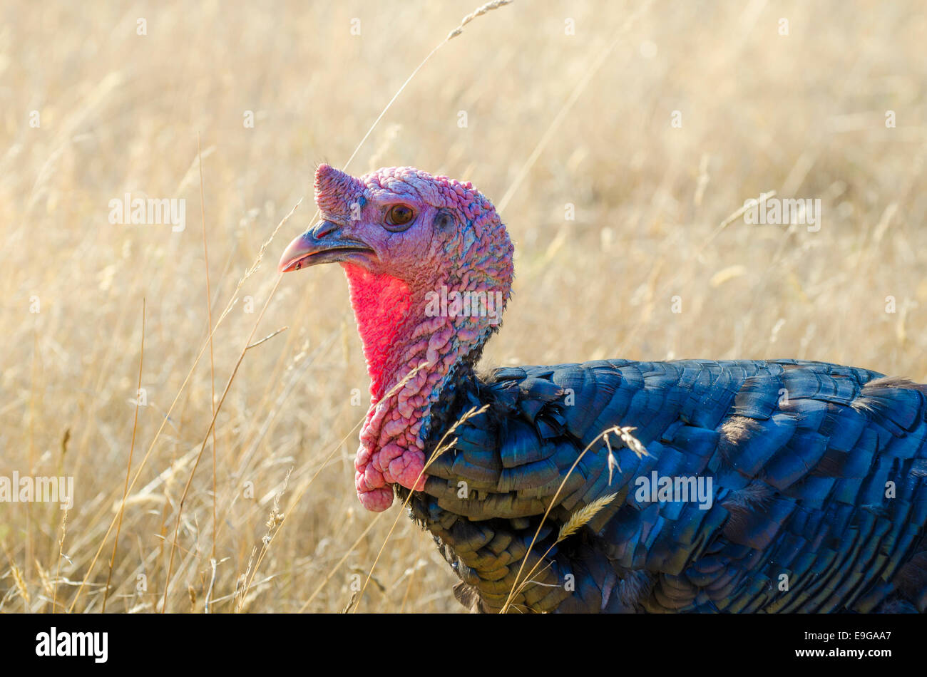 Male turkey, the Ruckle farm, Ruckle Provincial Park, Salt spring Island, British Columbia, Canada Stock Photo