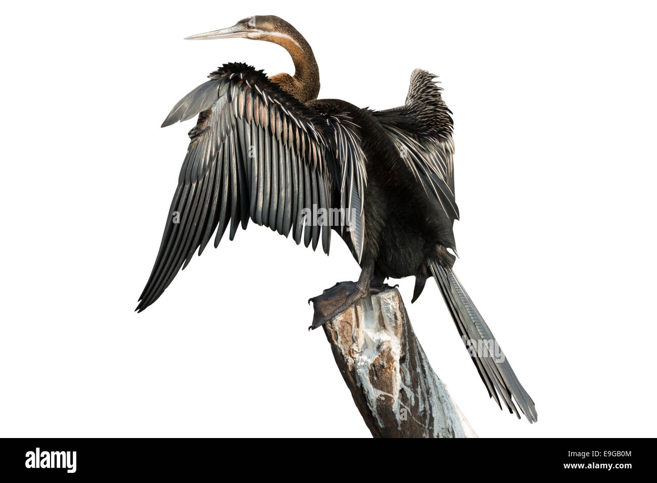 African Darter over branch and white background (side view) Stock Photo