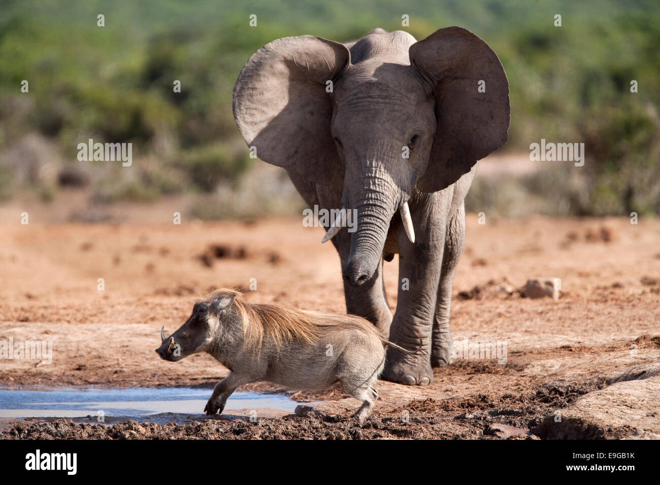 African elephant, Loxodonta africana, chasing warthog, Addo Elephant National Park, South Africa Stock Photo