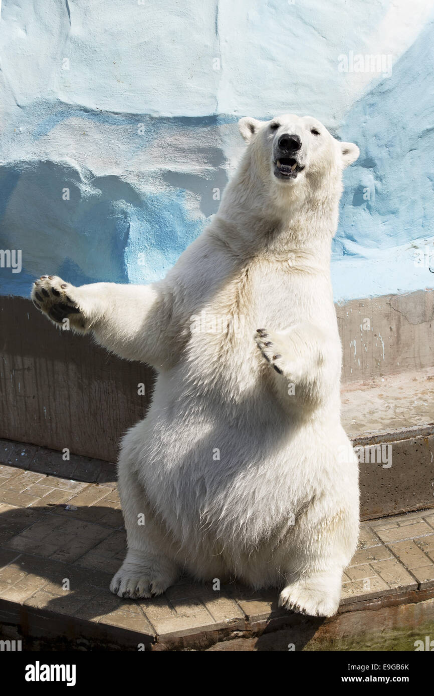 Polar Bear Hind Legs High Resolution Stock Photography and Images - Alamy