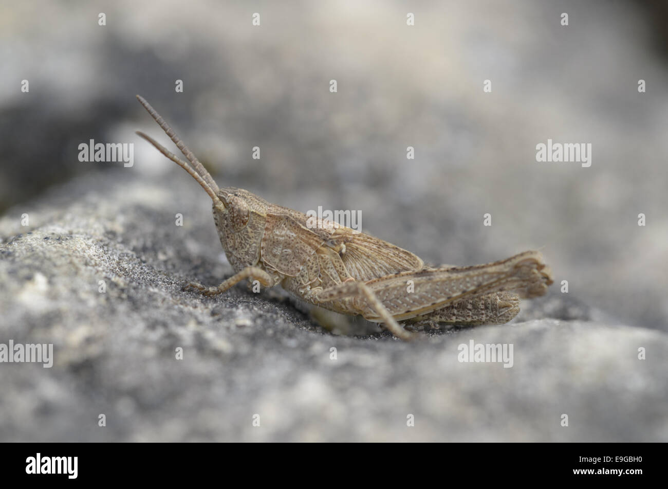Grasshopper larva, Germany, (Caelifera sp.) Stock Photo