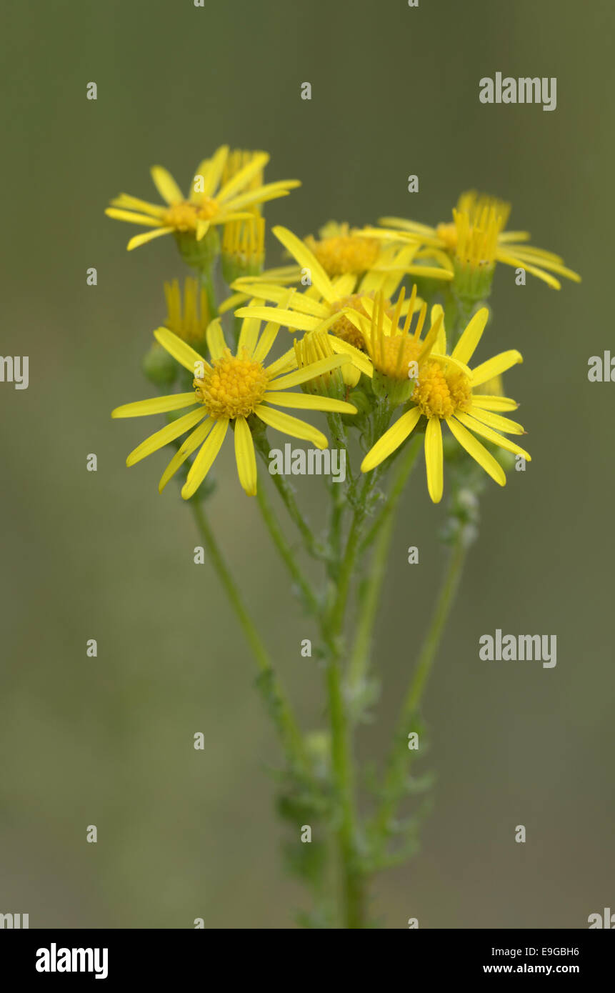 Benweed hi-res stock photography and images - Alamy