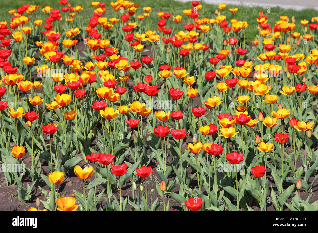 Yellow and red tulip field Stock Photo - Alamy