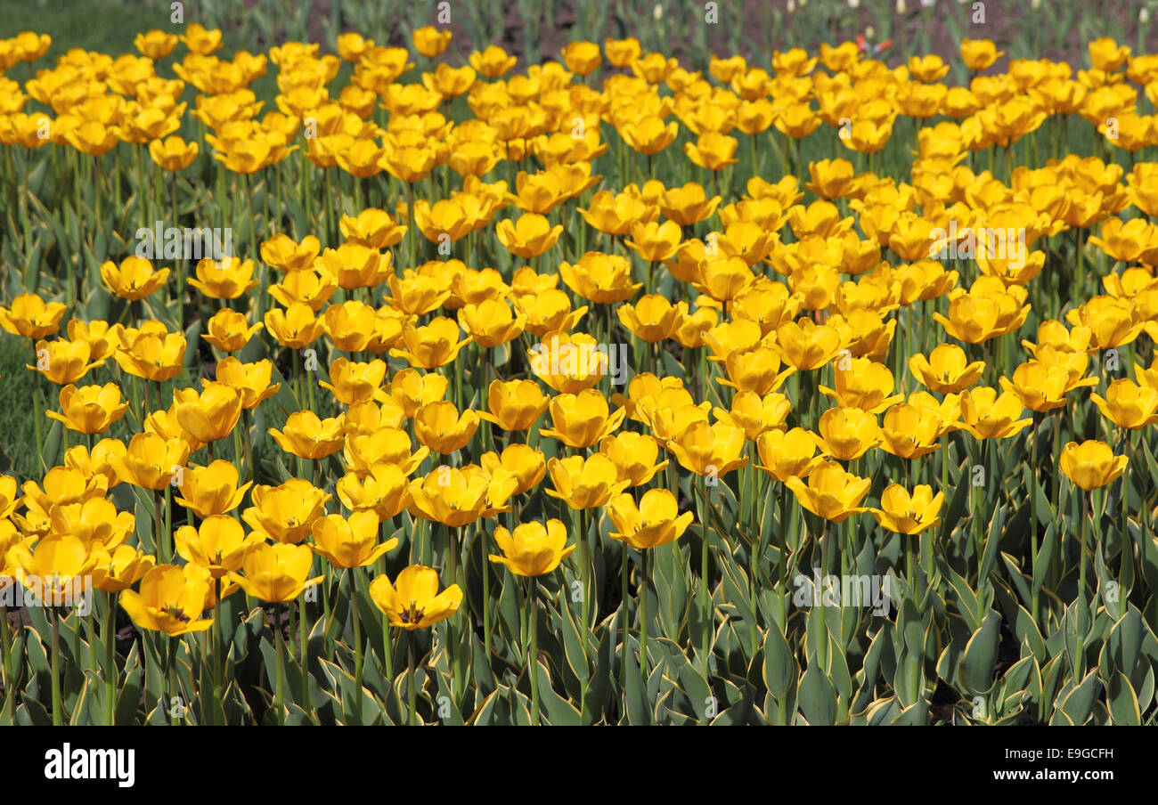 Yellow tulip field Stock Photo - Alamy