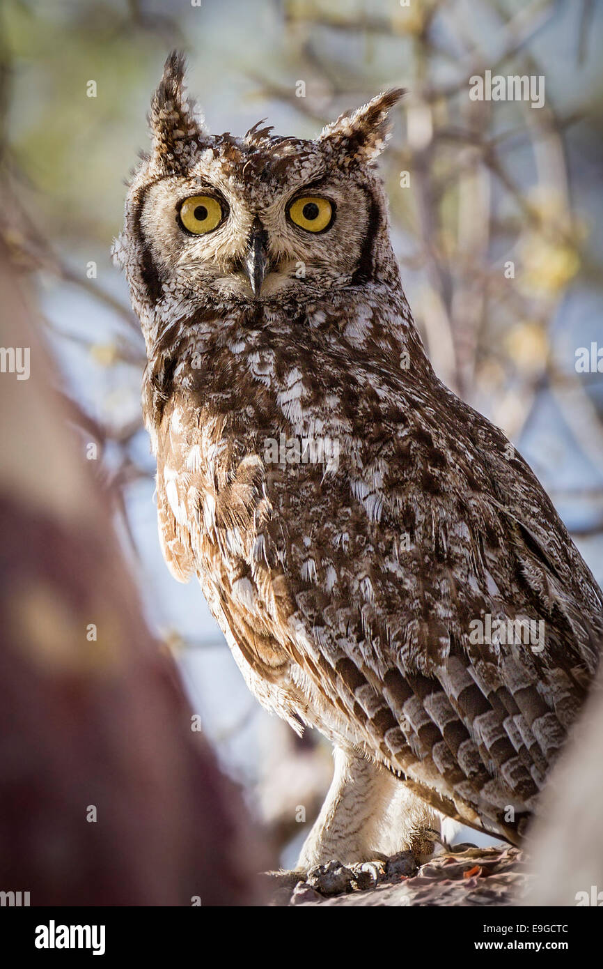 Spotted Eagle-owl (Bubo africanus) perched in the bough of a tree on Kubu Island, Botswana Stock Photo