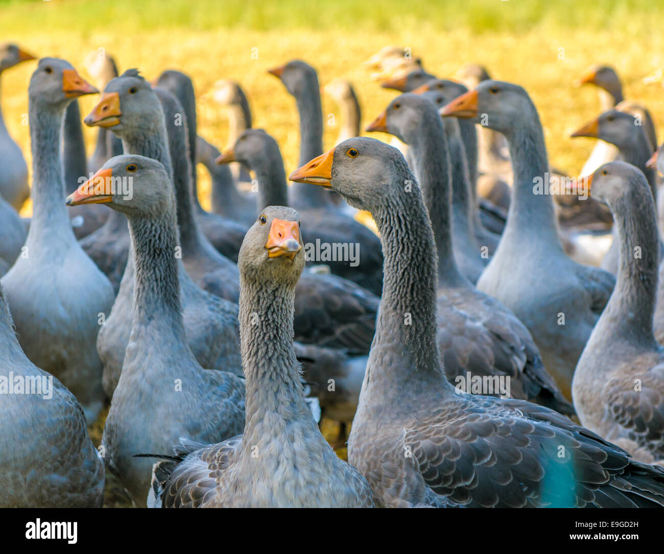 perigord geese Stock Photo