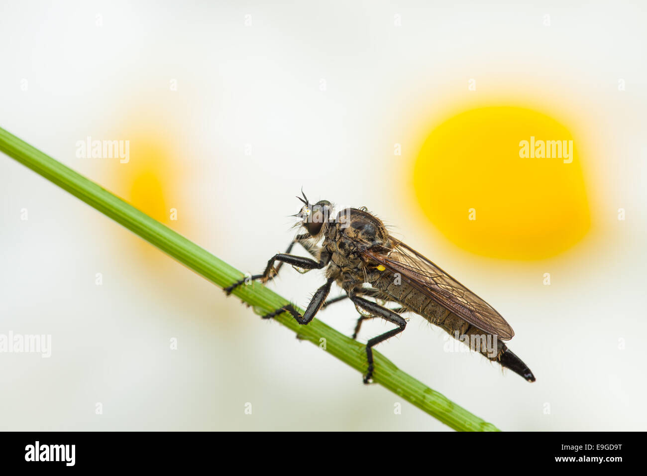 robber fly [family Asilidae] Stock Photo - Alamy