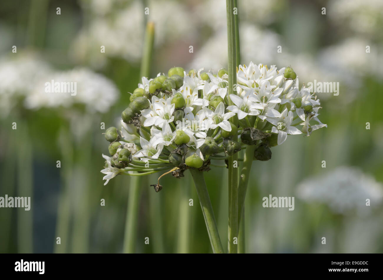 Garlic Chives (Allium tuberosum), Germany Stock Photo